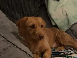 Doxiepoo dogs Dashound x poodle (doxiepoo) - Advert 1