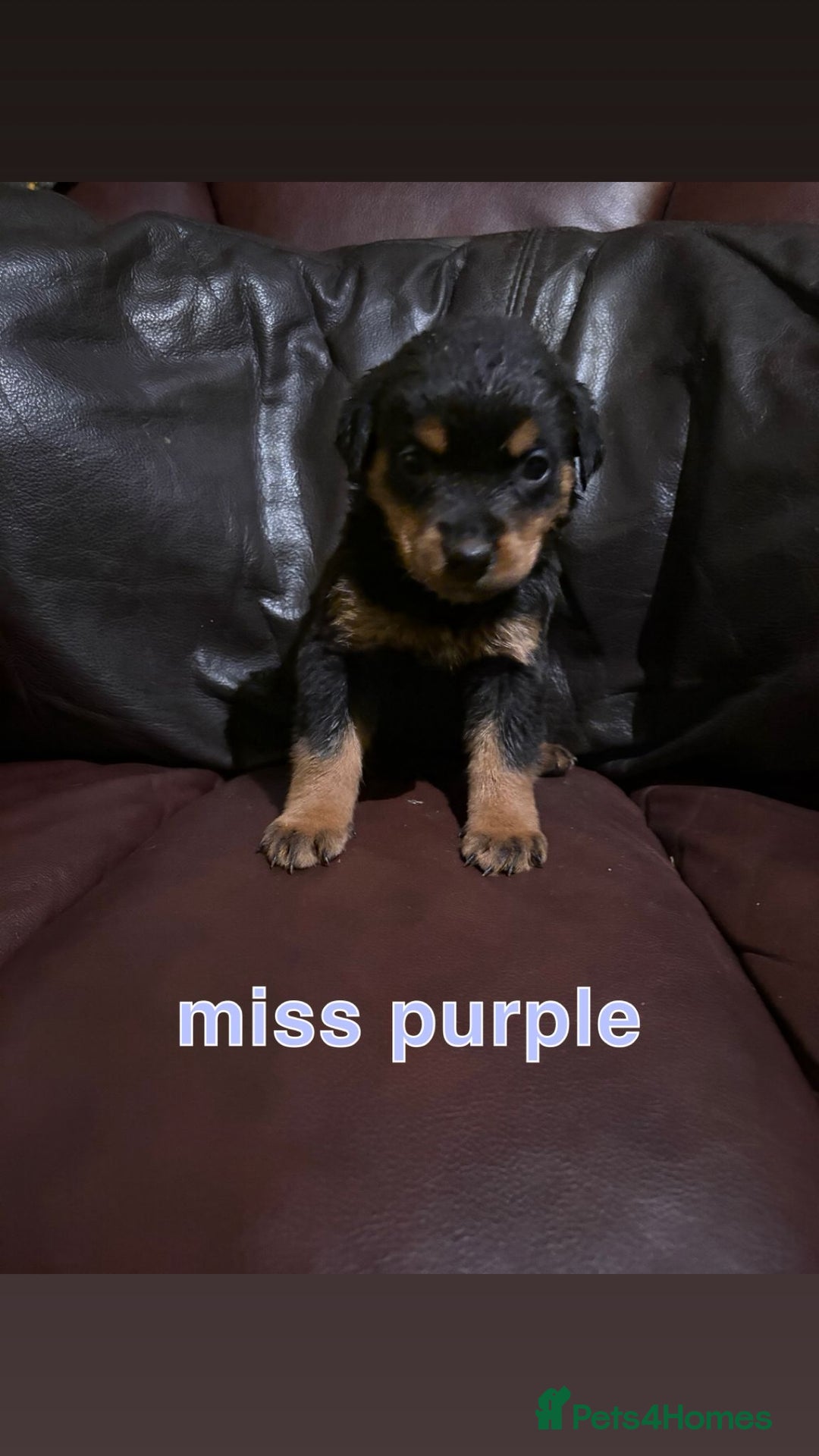 Rottweiler dogs for sale: Big beautiful Rottweiler puppies KC reg - Advert 7