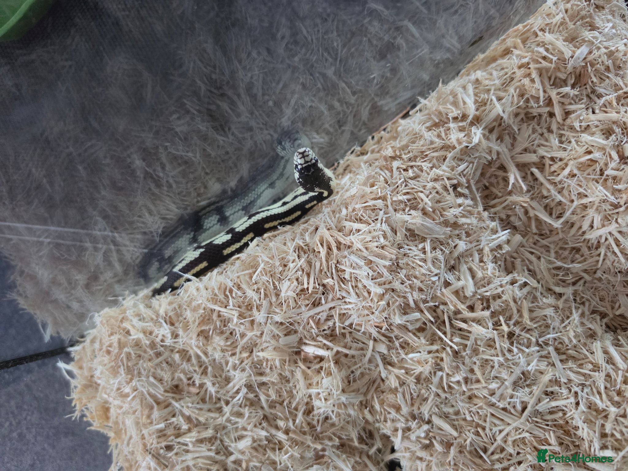 King Snake reptiles Juvenile California King Snake - Advert 1