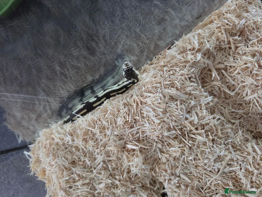 King Snake reptiles for sale: Juvenile California King Snake - Advert 1