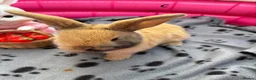 Mini Lop rabbits for sale: 🐰 Beautiful Mini Lop Baby Bunnies –Ready to go 🐰 - Advert 9