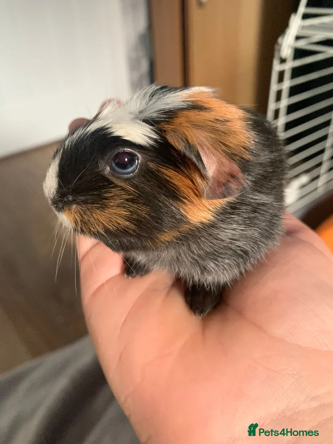Guinea Pig rodents for sale: Female guinea pig  - Advert 1