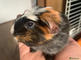 Guinea Pig rodents Female guinea pig - Advert 2