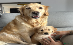 Golden Retriever dogs for sale: Golden Retriever Puppies 5 Generation Pedigree.. - Image 7