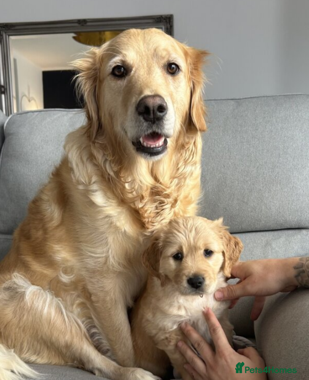 Golden Retriever dogs for sale: Golden Retriever Puppies 5 Generation Pedigree.. - Image 7
