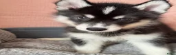 Utonagan dogs for sale: Crufts Line Husky x Malamute - Health tested 🐾 - Advert 19