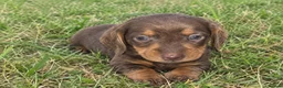 Miniature Dachshund dogs for sale: adorable miniature dachshund puppies  in Sutton Coldfield - Advert 1