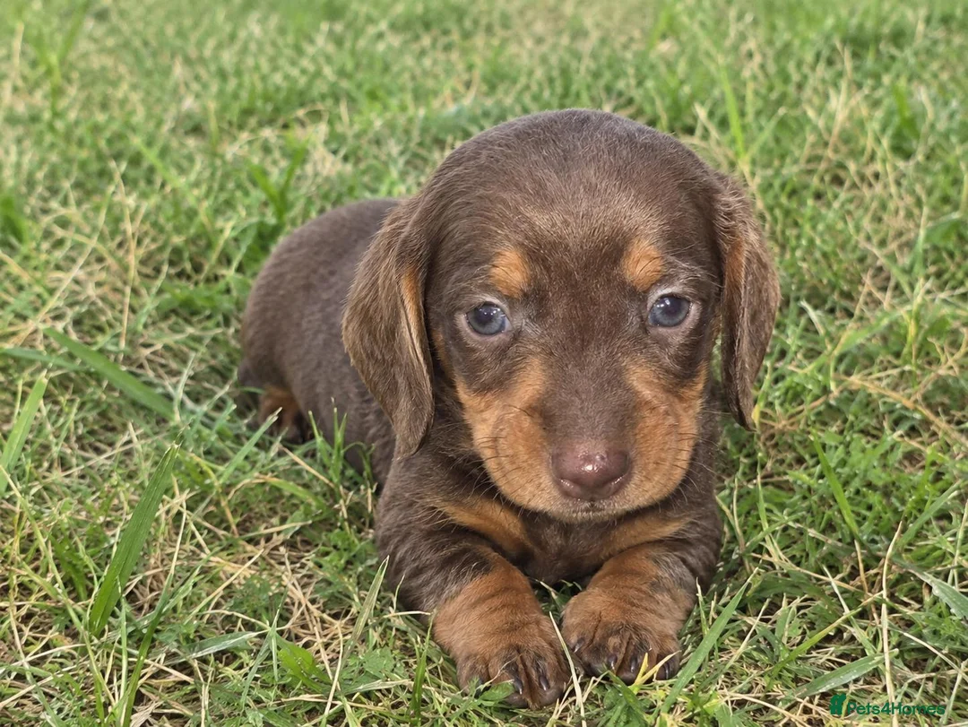 Miniature Dachshund dogs for sale: adorable miniature dachshund puppies  in Sutton Coldfield - Advert 1