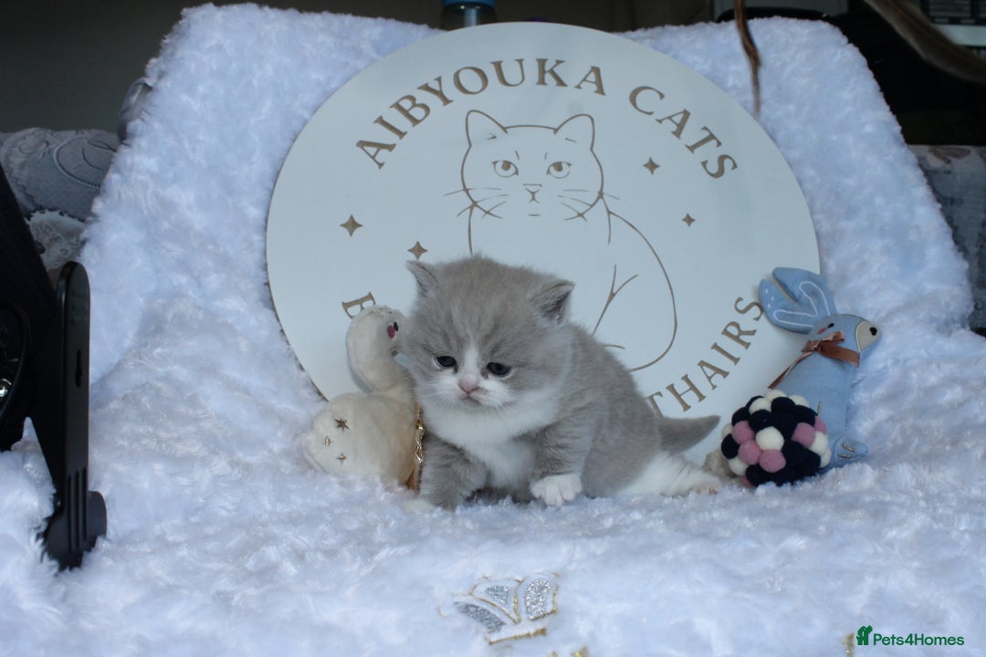 British Shorthair cats for sale: ✨ Gccf Champion Parents. Lilac bi colour male ✨ - Advert 10