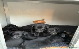 Labrador Retriever dogs for sale: Five Star Council Registered Breeder litter - Image 2