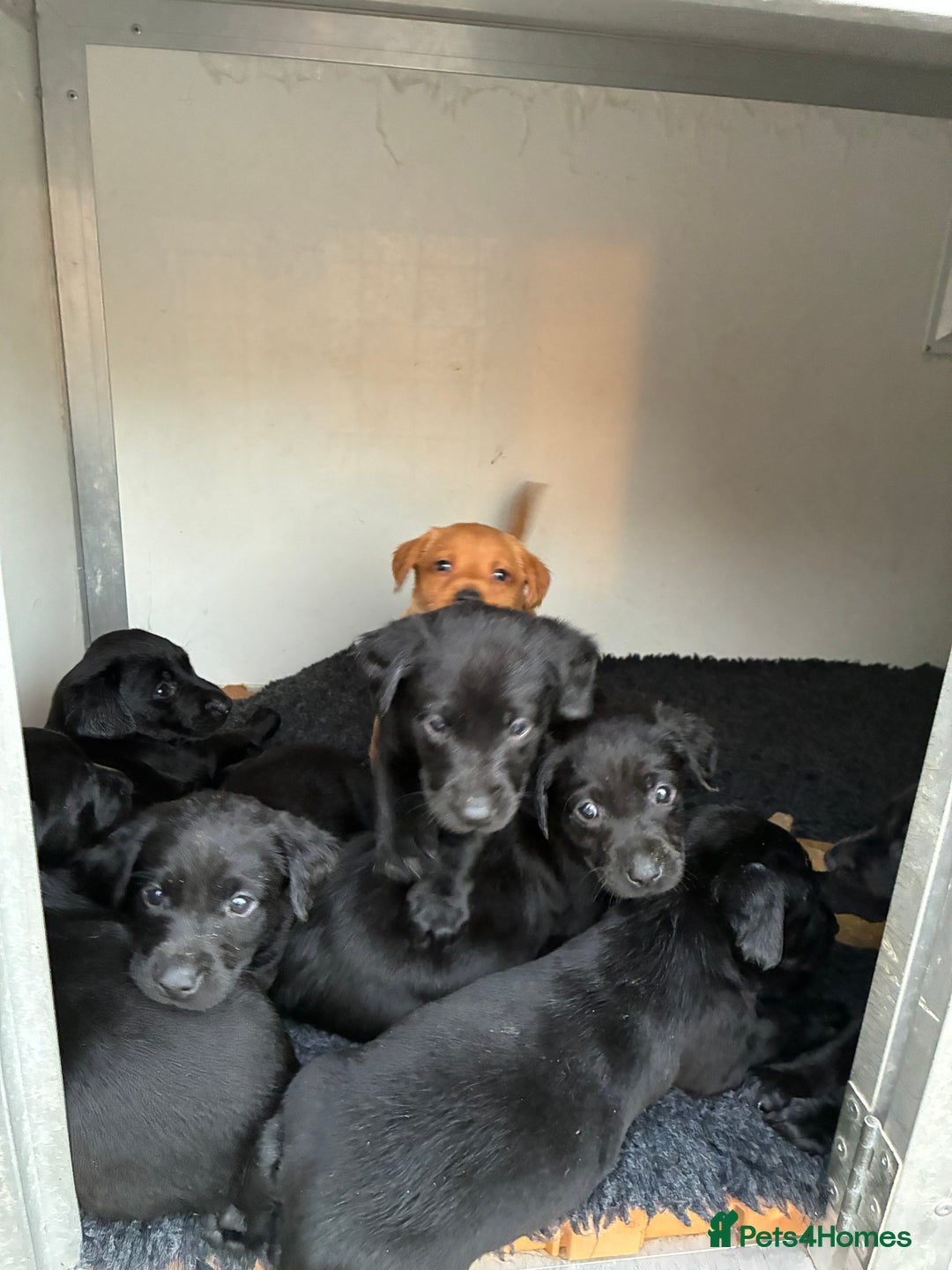Labrador Retriever dogs for sale: Five Star Council Registered Breeder litter - Image 2