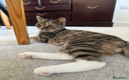 Mixed Breed cats for sale: 1 kitten is reserved only 1 left !!!! £200 - Image 11