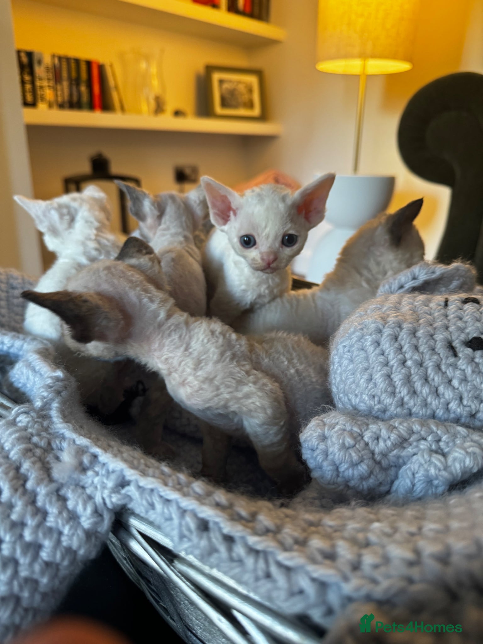 Devon Rex cats Only 2 available Stunning FIFe Devon Rex Kittens - Advert 3