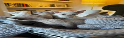 Devon Rex cats for sale: Exceptional FIFe Registered Devon Rex Kittens - Advert 21