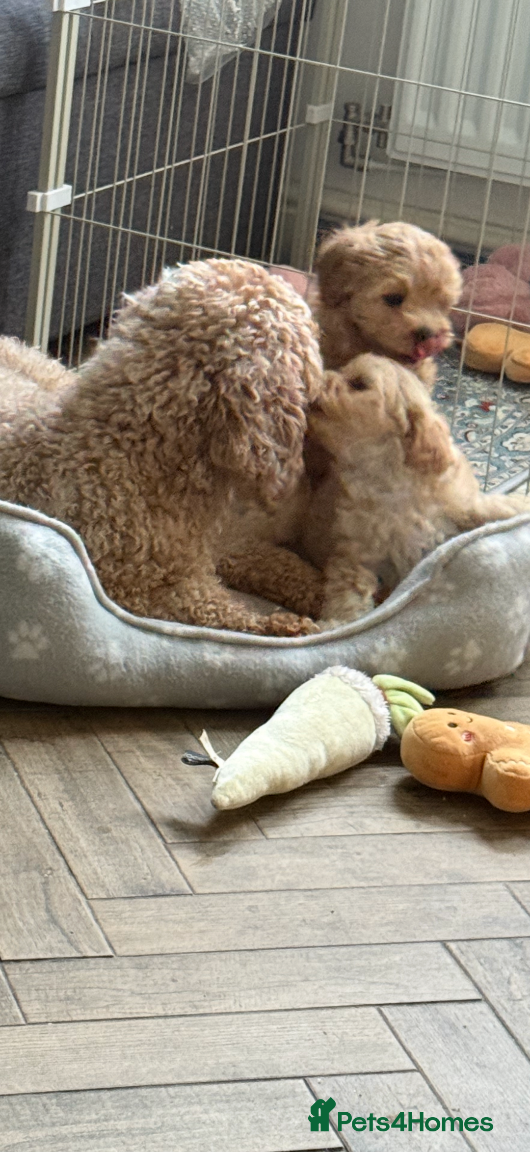 Maltipoo dogs for sale: Fully health tested quality F1 TOY female maltipoo in Poulton-le-Fylde - Image 5