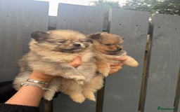 Pomeranian dogs for sale: Ready for new homes 🏠 3 Pomeranian Puppies 🩵🩷 - Image 10