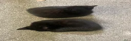 Mixed Breed cats for sale: 2 black male calico  in Consett - Advert 3