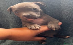Mixed Breed dogs for sale: Beautiful chunky bully cross staffy pups tri /fawn - Image 34