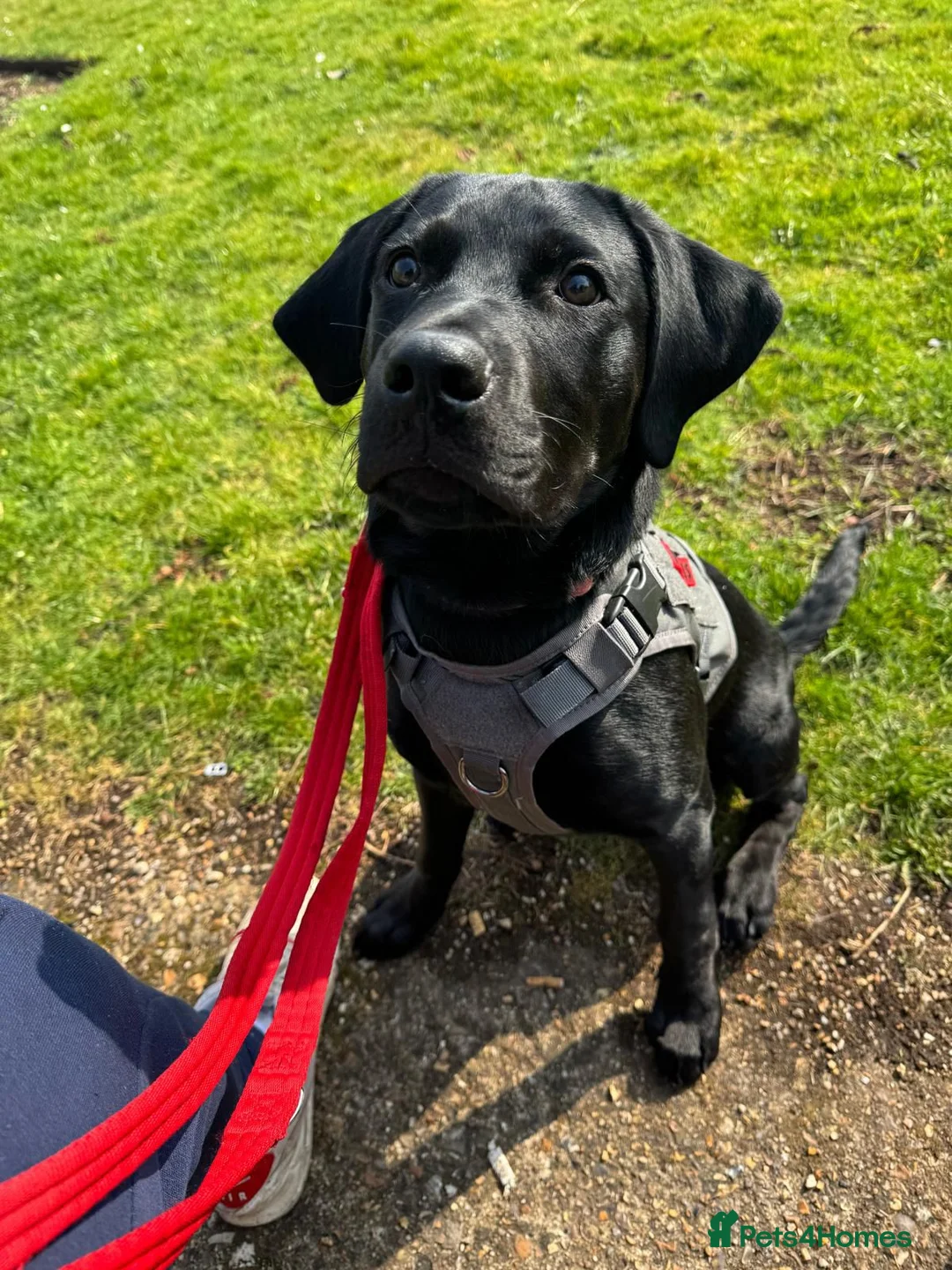 Labrador Retriever dogs for sale: Pure black lab - Advert 2