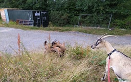 Goats livestock for sale: Rare breed English Grade A female Goats for sale - Image 3