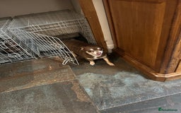 Chihuahua dogs for sale: 2 Lovely Little Boys - Advert 6