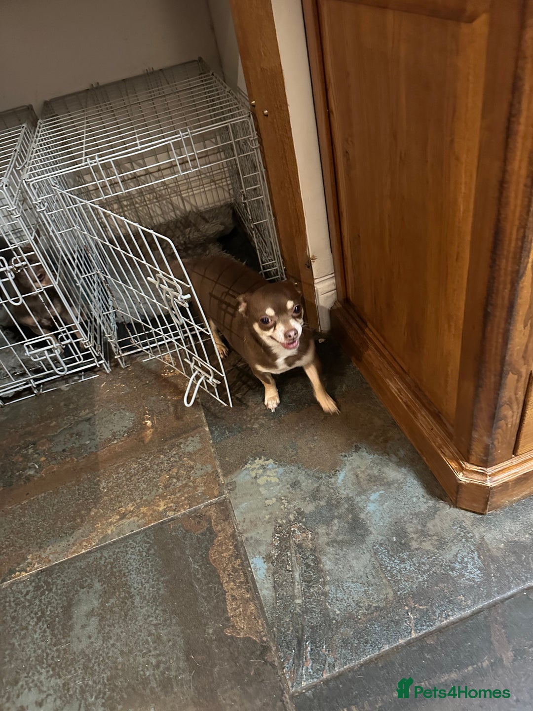 Chihuahua dogs for sale: 2 Lovely Little Boys - Advert 6