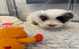 Mixed Breed dogs for sale: Maltese Cross Puppies for Sale  - Image 11
