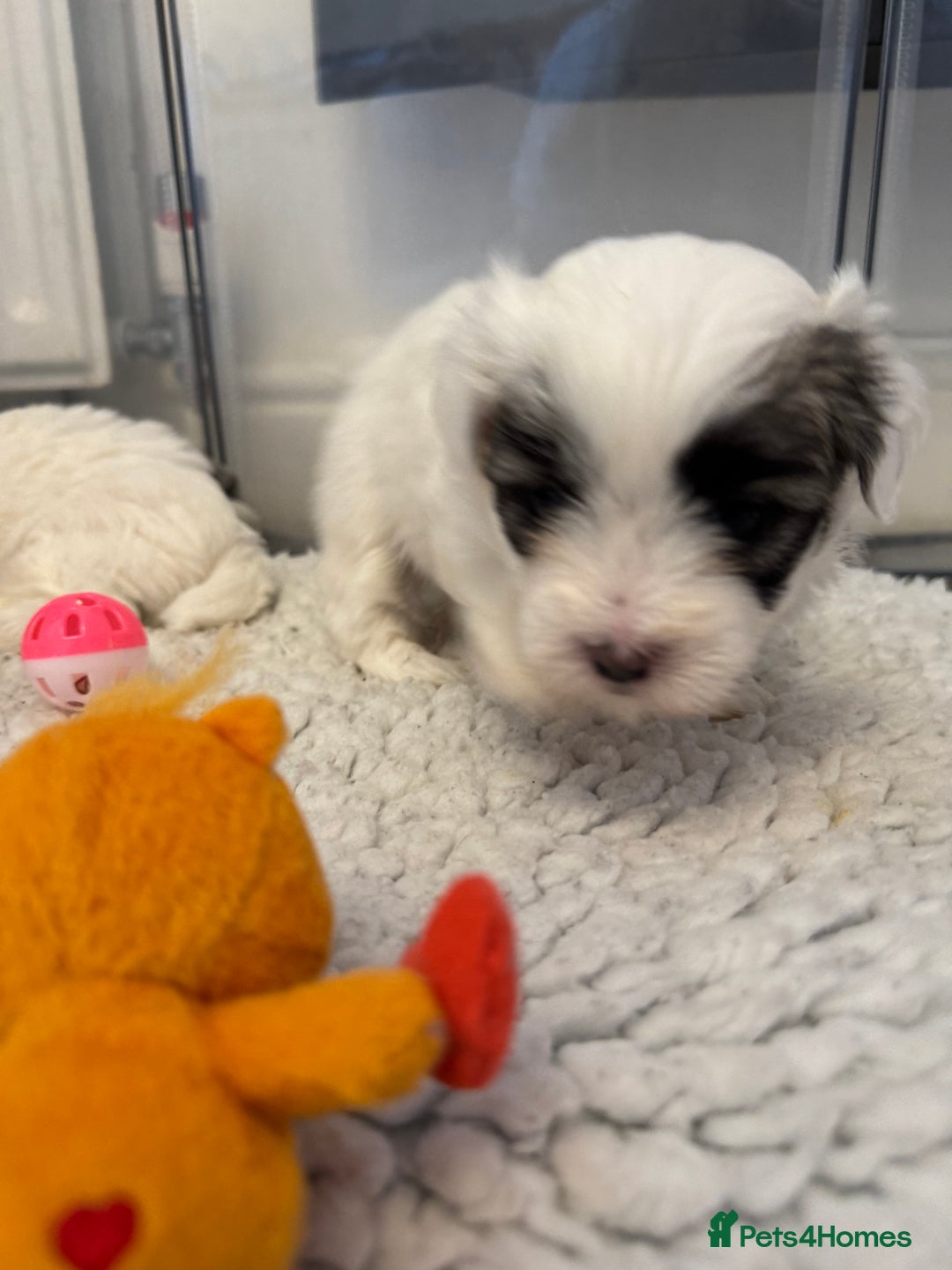 Mixed Breed dogs for sale: Maltese Cross Puppies for Sale  - Image 11