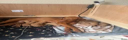 Hungarian Vizsla dogs for sale: KC Registered Hungarian Viszla litter  - Advert 9