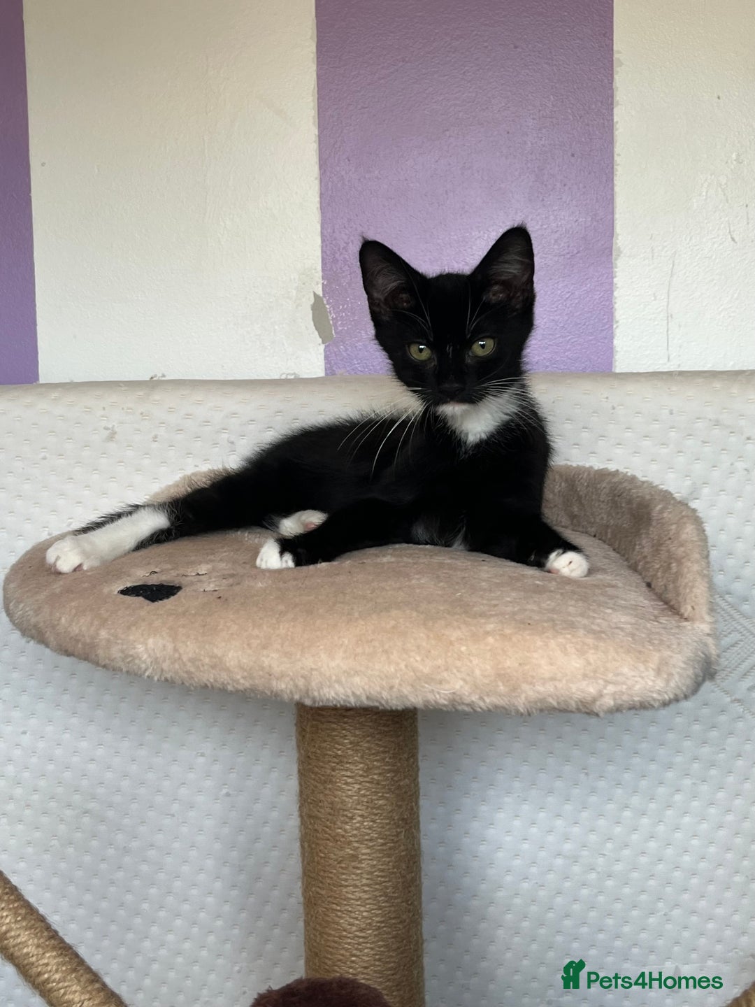 Domestic Shorthair cats for sale: Kittens - Image 8