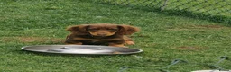 Miniature Dachshund dogs for sale: Puppies of the miniature long-haired dachshund.  - Advert 2