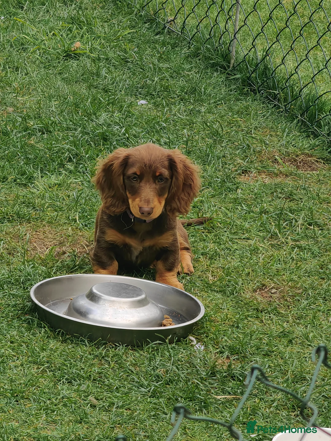 Miniature Dachshund dogs for sale: Puppies of the miniature long-haired dachshund.  - Advert 2