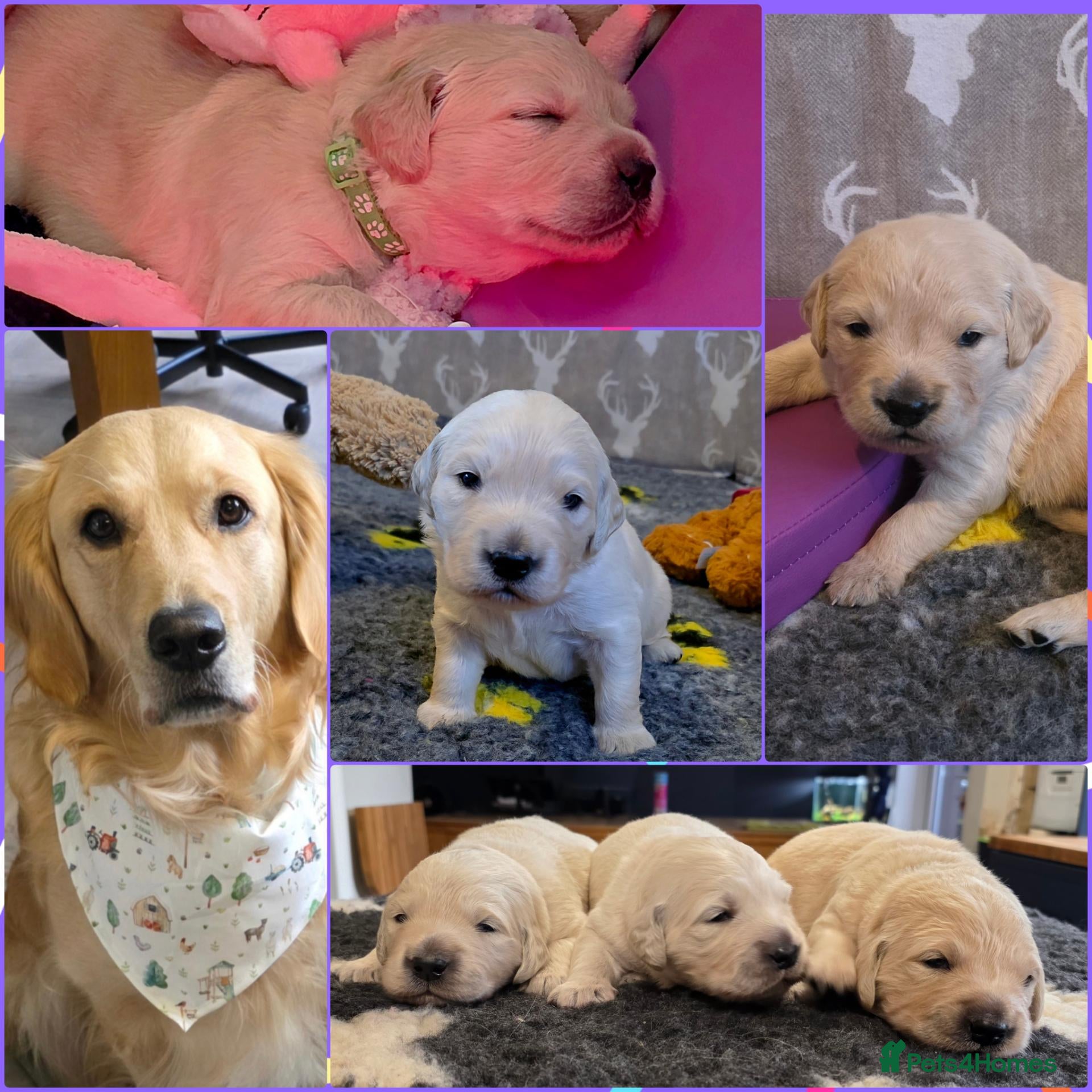 Golden Retriever dogs KC Golden Retrievers 🧬 Health Tested Parents - Advert 6