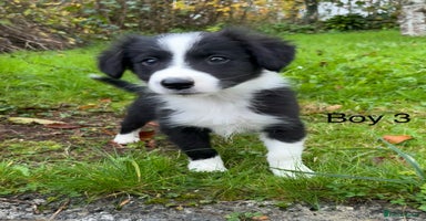 Border Collie dogs - Advert 14