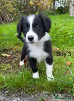 Border Collie dogs - Advert 14