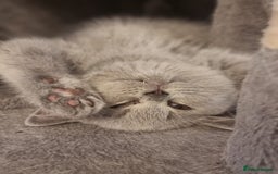 British Shorthair cats for sale: TOP💗 Quality British Shorthair 😻Kittens💋 - Image 19
