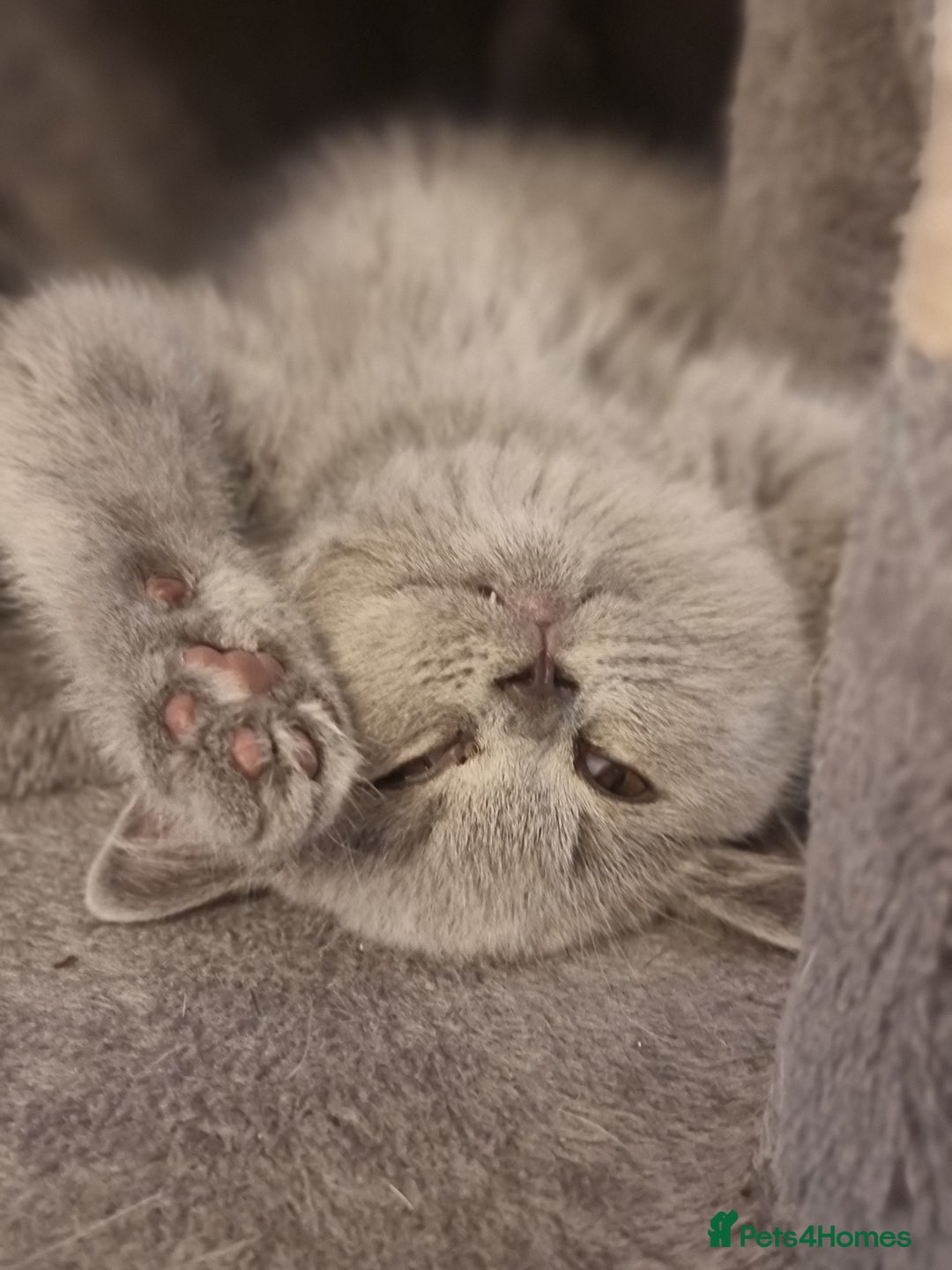 British Shorthair cats for sale: TOP💗 Quality British Shorthair 😻Kittens💋 - Image 19