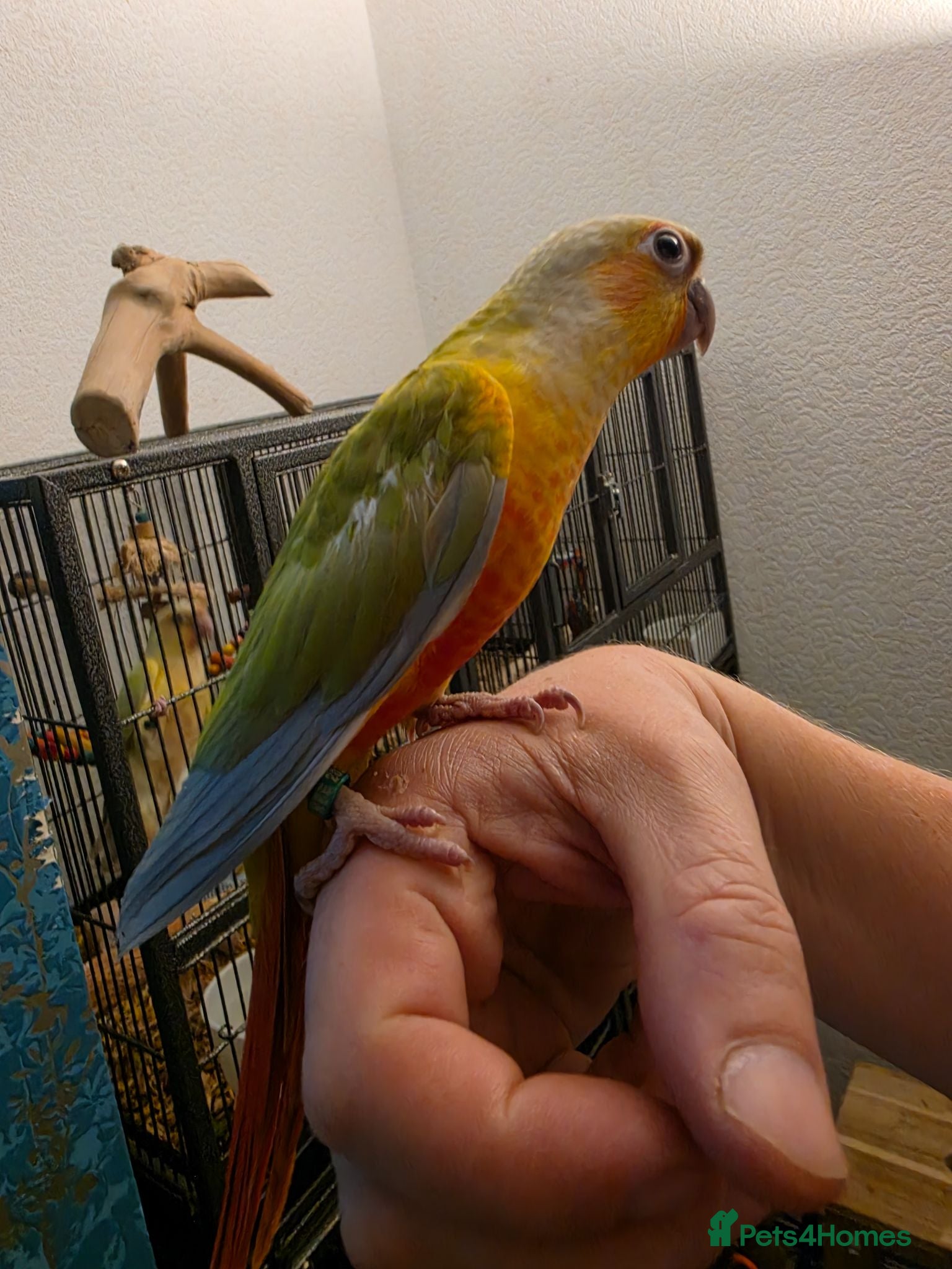 Conures birds Hand reared Conures READY! last 5! - Advert 1