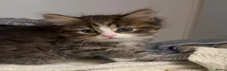 Mixed Breed cats for sale: Chocolate box kittens! - Advert 6