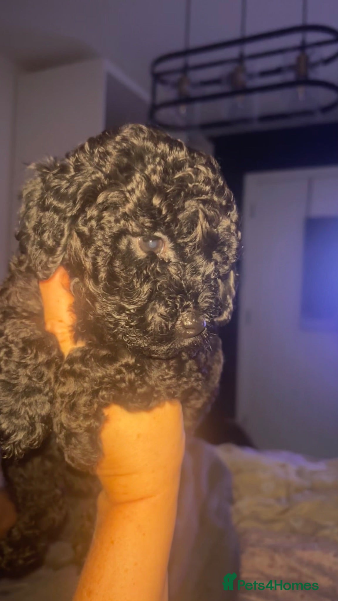 Cavapoo dogs *Last BOY REDUCED £1400*💙F1b Toy Cavapoo pups - Advert 3