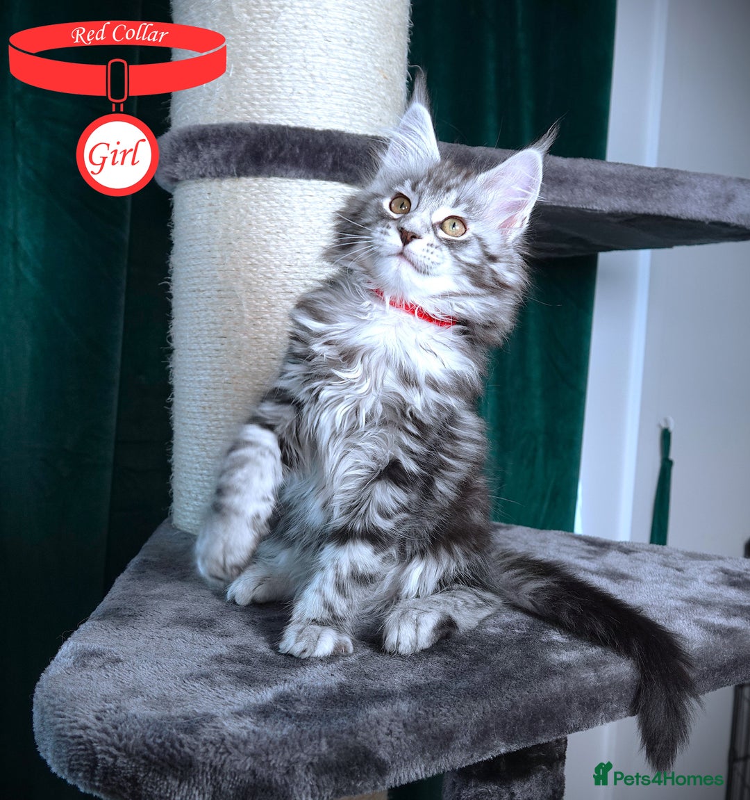 Maine Coon cats for sale: STUNNING XL PEDIGREE MAINE COON KITTENS - Image 25