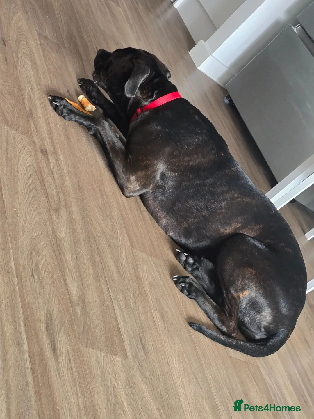 Mixed Breed dogs for sale: 15 Month Cane corso cross in Bexleyheath - Advert 4