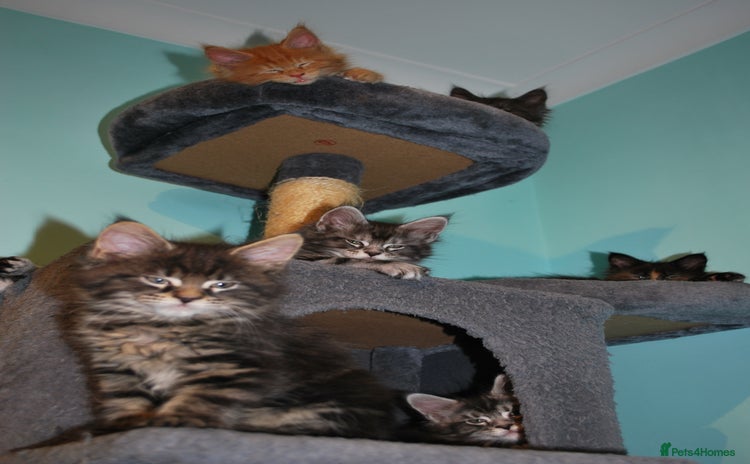 Maine Coon cats - Advert 13