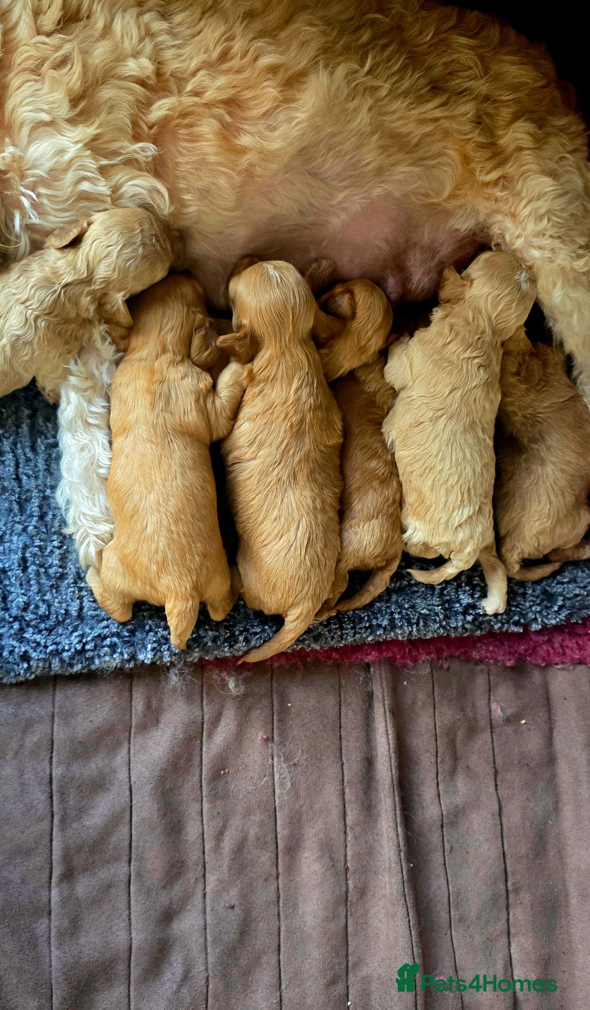 Cavapoochon dogs Exquisite Health Tested Cavapoochon Puppies  - Advert 1