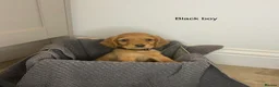 Cocker Spaniel dogs for sale: KC Reg hereditary clear working Cocker spaniels in Ingatestone - Advert 9