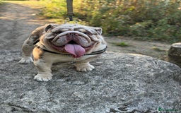 English Bulldog dogs for stud: Grizzly ready to stud  - Image 13