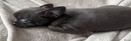 Chihuahua dogs for sale: Beautiful Chihuahua Pups - Last Puppy - Advert 16