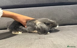 Mini Lop rabbits for sale: Two Beautiful Mini lops with blue eyes - Image 3