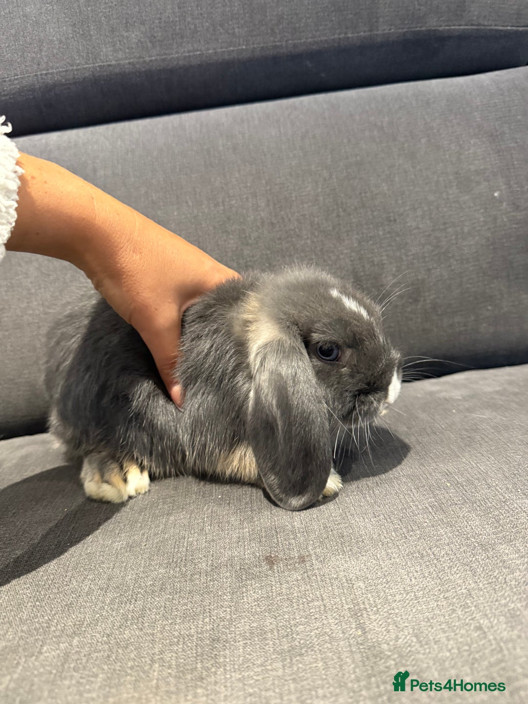 Mini Lop rabbits for sale: Two Beautiful Mini lops with blue eyes - Image 3