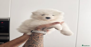 Samoyed dogs - Advert 14